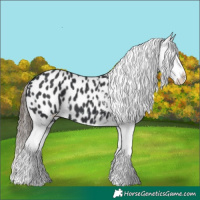 Horse Color:Black Splash Appaloosa 