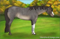 Horse Color:Smoky Blue Roan 