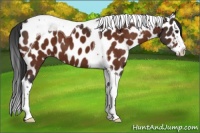 Horse Color:Brown Splash Tobiano Appaloosa 