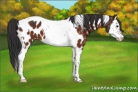 Horse Color:Brown Splash Tobiano Near Leopard 