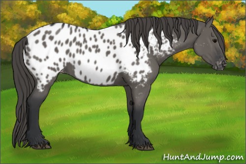 Horse Color:Grullo Appaloosa Rabicano 