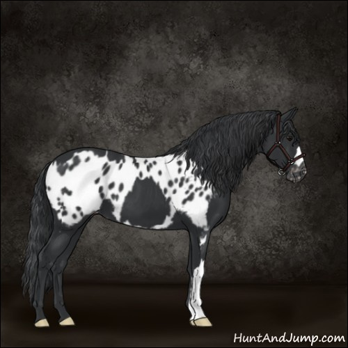 Horse Color:Black  and Black Appaloosa 