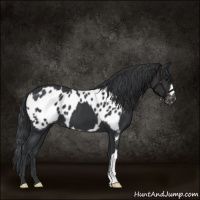 Horse Color:Black  and Black Appaloosa 