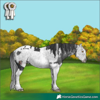 Horse Color:White Spotted Black Splash Frame 