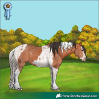 Horse Color:Bay Splash Tobiano Frame 