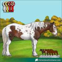 Horse Color:Liver Chestnut Splash Tobiano Frame Rabicano