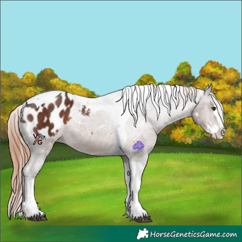 Horse Color:White Spotted Liver Chestnut Splash Tobiano Blanket Rabicano 