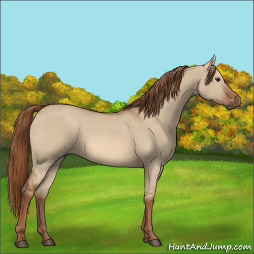 Horse Color:Red Dun