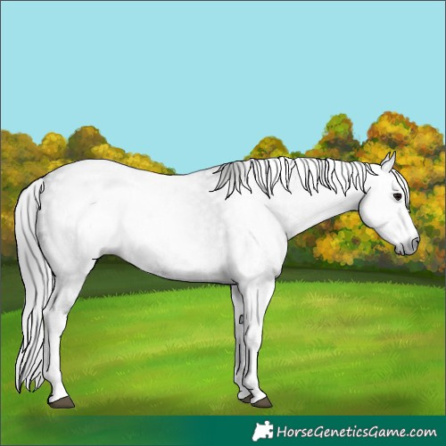 Horse Color:Gray White Spotted Black  and Gray White Spotted Black 