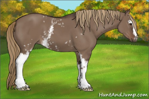 Horse Color:White Spotted Liver Red Dun 