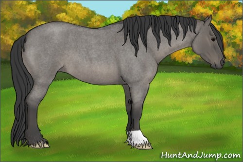 Horse Color:Grullo Roan 
