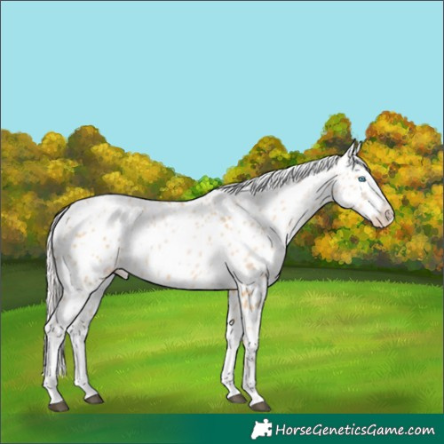 Horse Color:White Spotted Silver Buckskin Pearl Appaloosa 