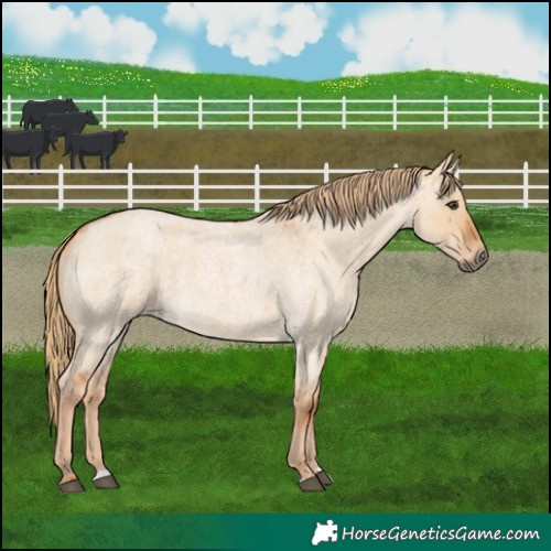 Horse Color:Red Dun Roan 