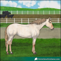 Horse Color:Red Dun Roan 