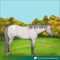 Horse Color:Grullo Roan Appaloosa 