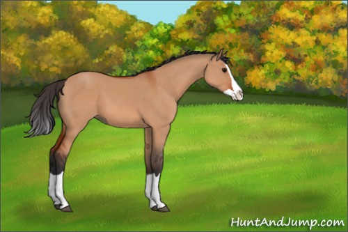 Horse Color:Bay Dun Splash 