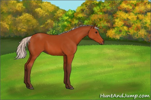 Horse Color:Silver Bay 