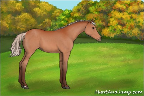 Horse Color:Silver Bay 