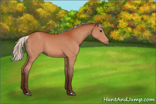 Horse Color:Silver Bay 