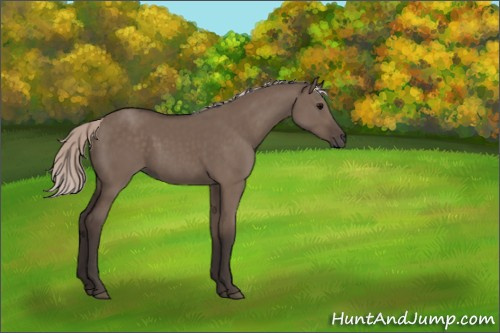 Horse Color:Silver Grullo 
