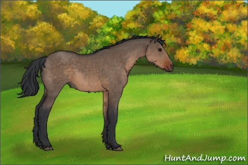 Horse Color:Brown Dun 
