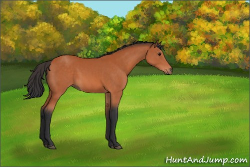 Horse Color:Bay 