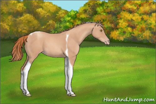 Horse Color:Gold Champagne Tobiano 