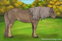 Horse Color:Chocolate Palomino 