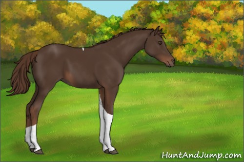 Horse Color:Liver Chestnut Tobiano 