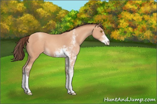 Horse Color:Amber Champagne Sabino Appaloosa 