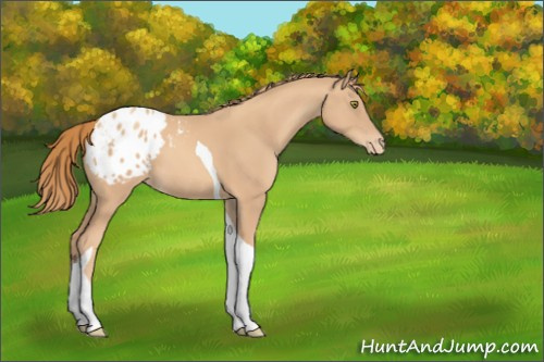 Horse Color:Gold Champagne Tobiano Appaloosa 