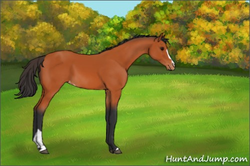 Horse Color:Bay Sabino Appaloosa 