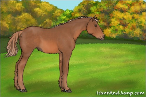 Horse Color:Chestnut 