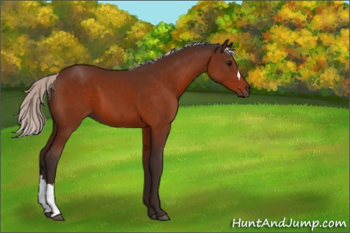 Horse Color:Silver Bay 