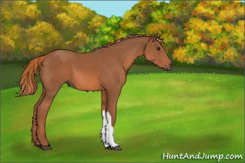 Horse Color:Chestnut 