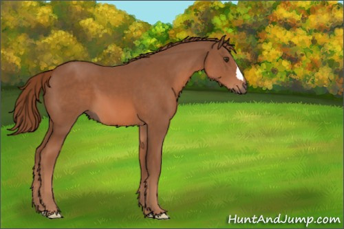 Horse Color:Chestnut 