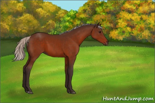Horse Color:Silver Bay 