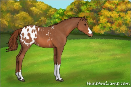 Horse Color:Chestnut Appaloosa 
