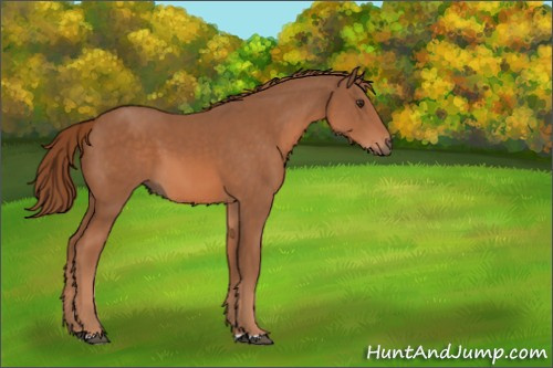 Horse Color:Chestnut 