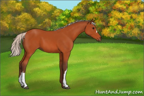 Horse Color:Silver Bay 