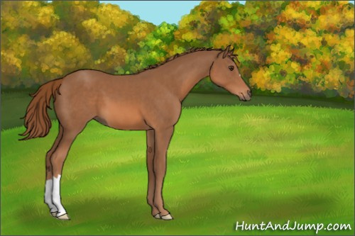 Horse Color:Chestnut 