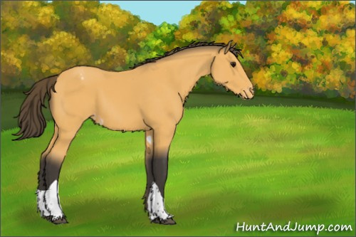 Horse Color:Buckskin Tobiano Appaloosa 