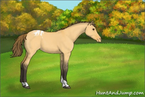 Horse Color:Buckskin Dun Tobiano Appaloosa 