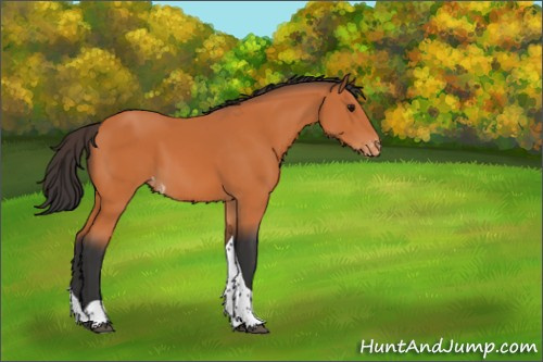 Horse Color:Bay Tobiano Appaloosa 