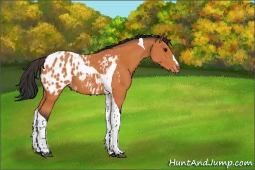 Horse Color:Bay Tobiano Appaloosa 