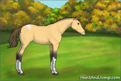Horse Color:Buckskin Tobiano Appaloosa 