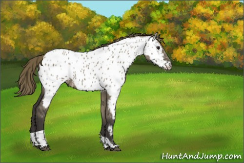 Horse Color:Smoky Grullo Tobiano Appaloosa 