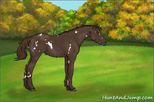 Horse Color:White Spotted Liver Chestnut Rabicano 