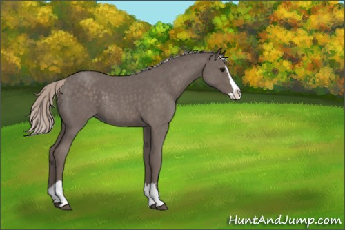 Horse Color:Silver Blue Roan Splash Rabicano 