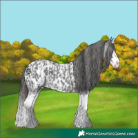 Horse Color:Blue Roan Sabino Splash  and Blue Roan Sabino Splash Appaloosa 